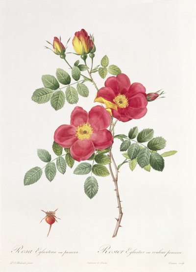Rosa Eglantera Punicea tekijältä Pierre Joseph Redouté