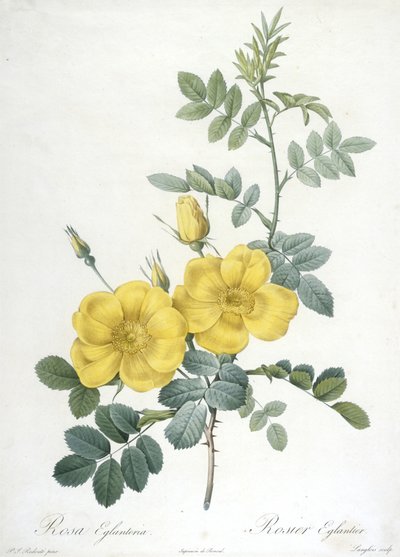 Rosa Eglanteria, Rosier Eglantier, Les Roses, 1817-24 (käsinvärinen pistekaiverrus) tekijältä Pierre Joseph Redouté