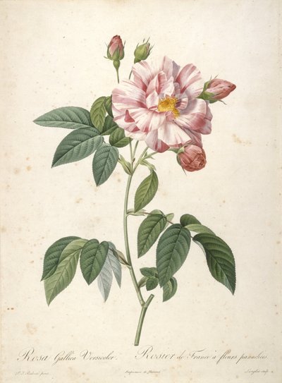 Rosa Gallica Versicolor, Rosier de France a fleurs panachees, Les Roses, 1817-24 (käsinvärinen pistekaiverrus) tekijältä Pierre Joseph Redouté