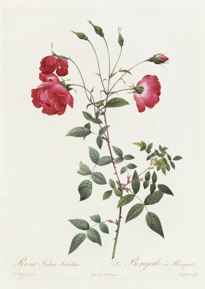 Rosa Indica Sertulata tekijältä Pierre Joseph Redouté
