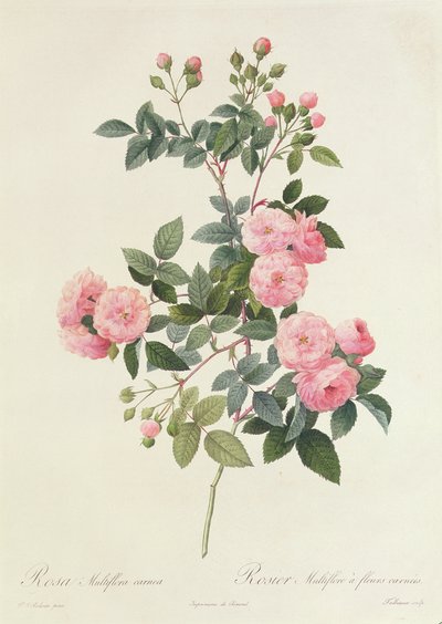 Rosa Multiflora Carnea tekijältä Pierre Joseph Redouté