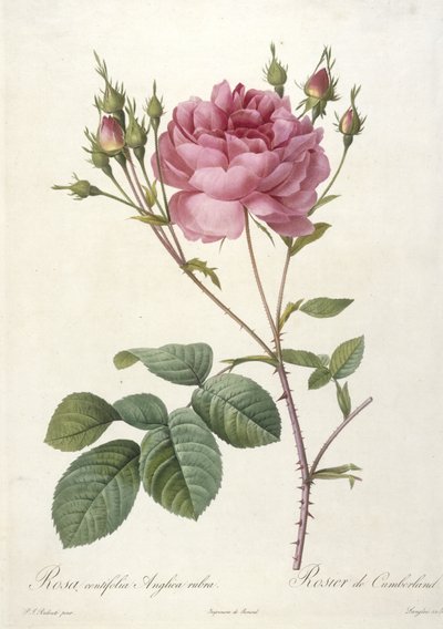Rosa centifolia Anglica rubra, Rosier de Cumberland, Les Roses, 1817-24 (käsinvärinen pistekaiverrus) tekijältä Pierre Joseph Redouté