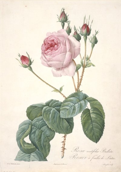 Rosa centifolia Bullata, ruusupensas salaatinlehdillä, Les Roses, 1817-24 (käsinvärinen pistekaiverrus) tekijältä Pierre Joseph Redouté