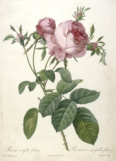 Rosa centifolia foliacea, Rosier a cent feuilles, lehti, Les Roses, 1817-24 (käsinvärinen pistekaiverrus) tekijältä Pierre Joseph Redouté