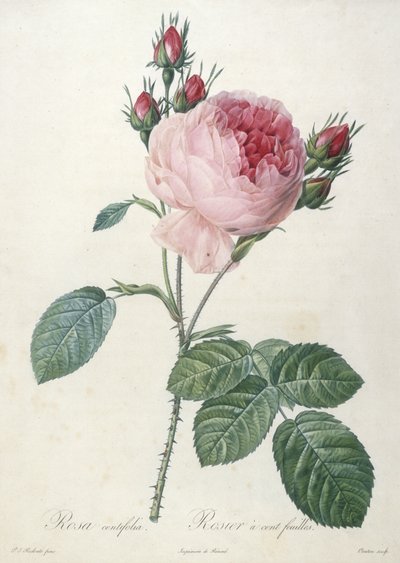 Rosa centifolia, Rosier a cent-feuilles, Les Roses, 1817-24 (käsinvärinen pistekaiverrus) tekijältä Pierre Joseph Redouté