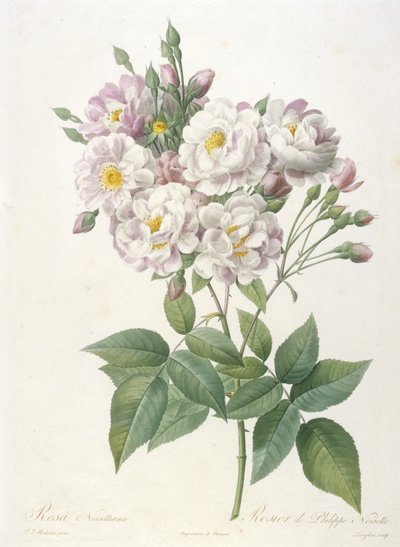 Rosa noisettiana, Rosier de Philippe de Noisette, La Couronne des Rosesista, 1817-24 (käsinvärinen pistekaiverrus) tekijältä Pierre Joseph Redouté