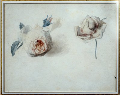Pierre Joseph Redouten (1759-1840) ruusututkimus Vesiväri 1800-luvun Malmaison, linnamuseo. tekijältä Pierre Joseph Redouté