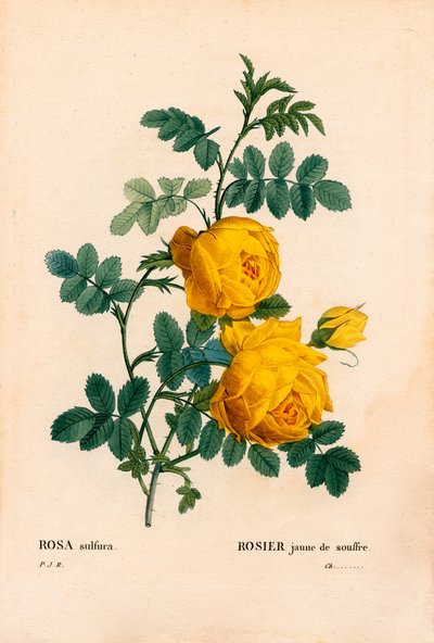 Ruusu rikki, Rosa hemisphaerica, keltainen ruusu rikki. Käsinvärinen pistekuparikaiverrus Pierre Joseph Redouten teoksesta Les Roses, Paris tekijältä Pierre Joseph Redouté