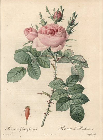Damascus Rose - Eau forte de Langlois, perustuu Pierre Joseph Redouten (1759-1840) kuvaan Les Rosesista tekijältä Pierre Joseph Redouté