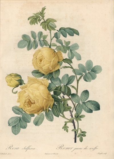 Rosier des Turks - Eau forte de Langlois, perustuu Pierre Joseph Redouten (1759-1840) kuvitukseen Les Rosesista tekijältä Pierre Joseph Redouté