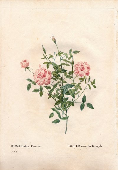 Rouletii ruusu, Rosa chinensis var. minimi Rouletii, Bengalin kääpiöruusu. Käsinvärinen pistekuparikaiverrus Pierre Joseph Redouten teoksesta Les Roses, Paris tekijältä Pierre Joseph Redouté