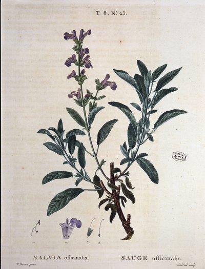 Sage officinalis - teoksessa "" New Duhamel tai tutkielma puista ja pensaista, jotka kasvavat Ranskassa", P.J. Redoutén ja P. Bessan piirustukset, Pariisi tekijältä Pierre Joseph Redouté