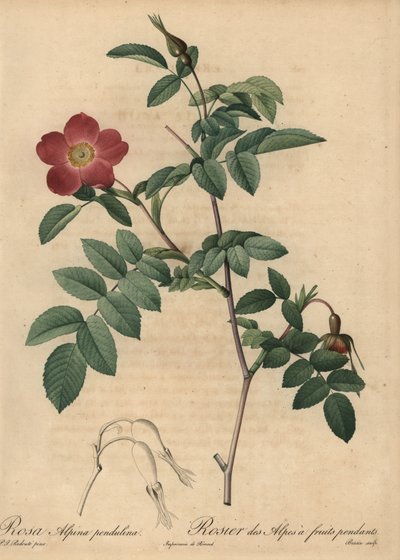 Scarlet alppiruusu, Rosa pendulina tekijältä Pierre Joseph Redouté