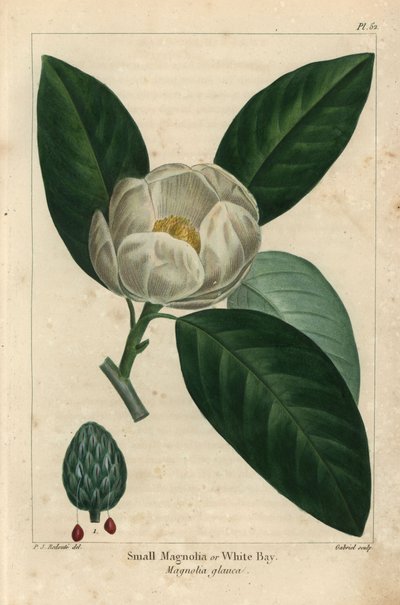 Pieni magnoliapuu tai valkoinen lahti, Magnolia glauca (kaiverrus) tekijältä Pierre Joseph Redouté