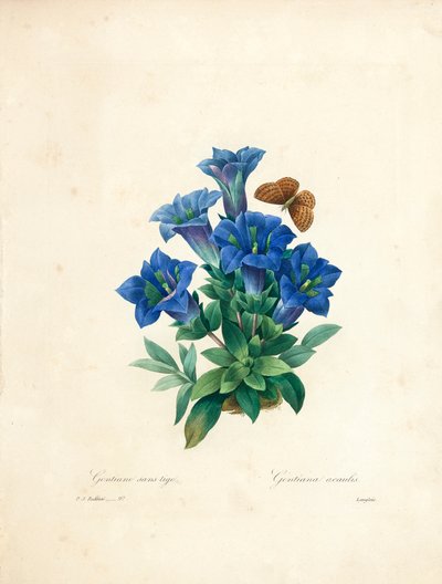 Varreton enktiani, teoksesta "Choix des Plus Belles Fleurs et des Plus Beaux Fruits", osa II, 1827-33. tekijältä Pierre-Joseph Redouté
