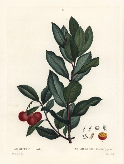 Mansikkapuu, Arbutus unedo. Käsinvärinen pistekaiverrus Pierre-Joseph Redouten piirustuksen jälkeen Henri Louis Duhamel du Monceaun teoksesta Treat des Arbres et Shrustes, Pariisi tekijältä Pierre Joseph Redouté