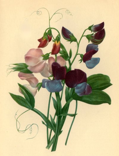 "Sweet Peas: Lathyrus odoratus", 1827, 1946. tekijältä Pierre Joseph Redouté