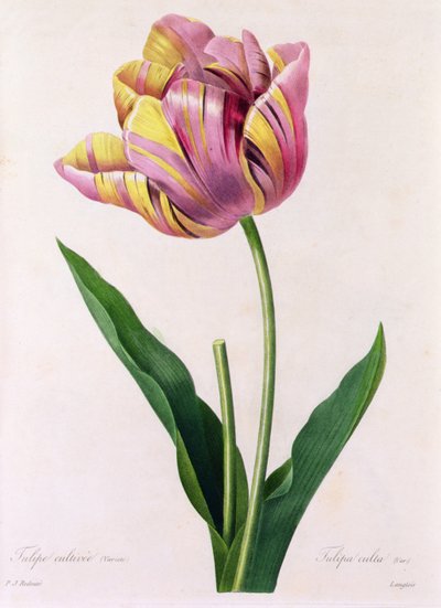 Tulipa Culta (värillinen kaiverrus) tekijältä Pierre Joseph Redouté