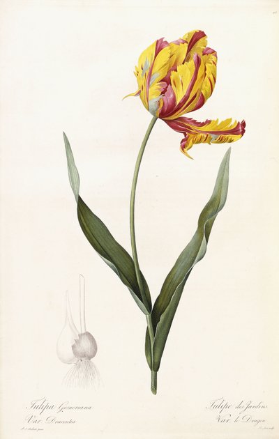 Tulip Gesneriana - Tulip des Jardins tekijältä Pierre Joseph Redouté