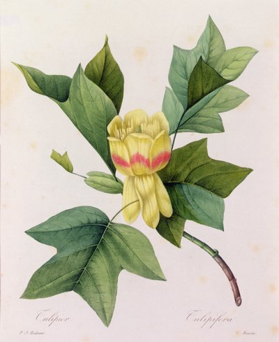 Tulipifera (värillinen kaiverrus) tekijältä Pierre Joseph Redouté