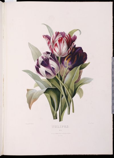 Tulppaanit "A Fine Series of Floral Bouquets" -sarjasta tekijältä Pierre Joseph Redouté
