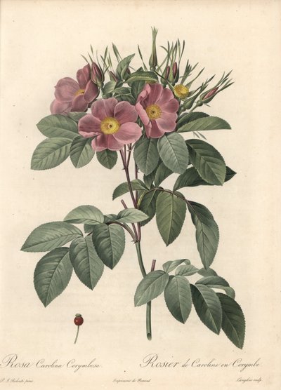 Virginia ruusu, tummat kukat - Eau forte de Langlois, perustuu Pierre Joseph Redouten (1759-1840) kuvaan Les Rosesista tekijältä Pierre Joseph Redouté