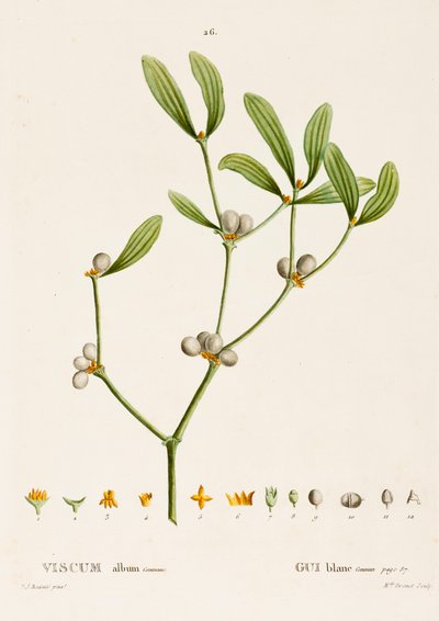 Viscum white L. Misteli, c1800-1830. tekijältä Pierre Joseph Redouté
