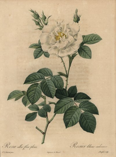 Valkoinen ruusu, Rosa alba flore pleno, Tavallinen valkoinen ruusu tekijältä Pierre Joseph Redouté