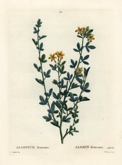 Villi tai keltainen Jasmine, Jasminum fruticans. Neiti Brenet