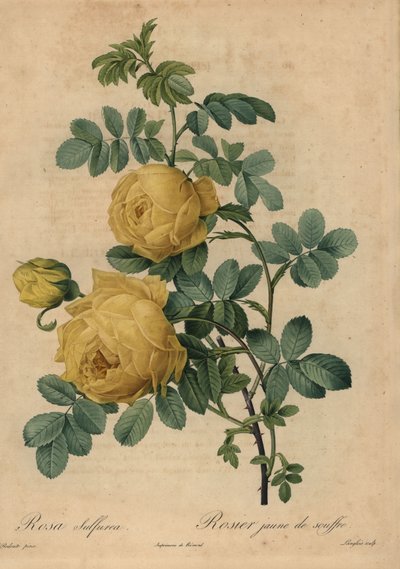 Keltainen rikkiruusu, Rosa hemisphaerica tekijältä Pierre Joseph Redouté
