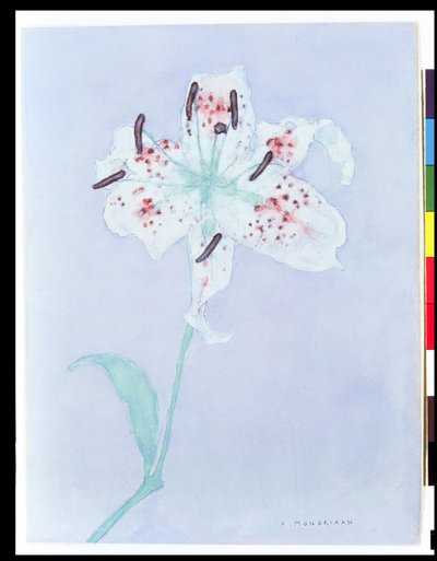 Lily, vuoden 1921 jälkeen (akvarelli ja kynä) tekijältä Piet Mondrian
