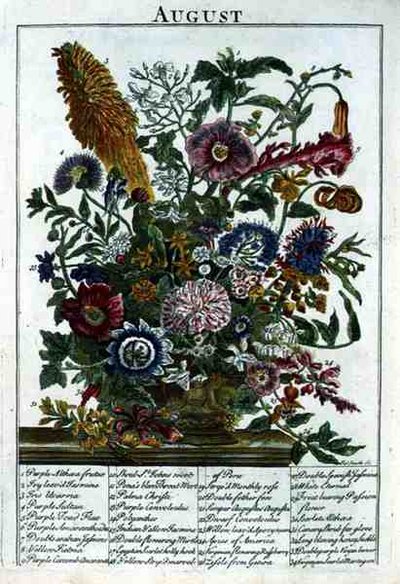 elokuuta, Robert Furberin (n. 1674-1756) "Kukkapuutarhasta" -kaiverruksesta, James Smith, pub. 1732 (värinen kaiverrus) tekijältä Pieter (after) Casteels