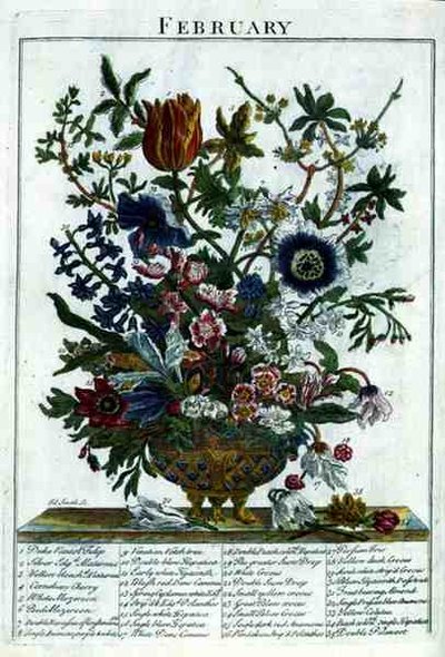Helmikuu, Robert Furberin (n. 1674-1756) teoksesta "The Flower Garden Displayed", kaiverrus James Smith, pub. 1732 (värinen kaiverrus) tekijältä Pieter (after) Casteels