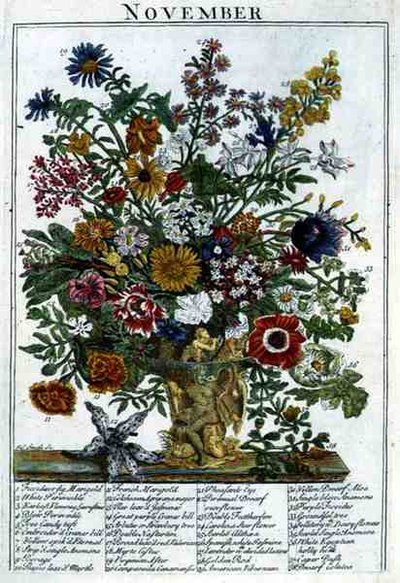 marraskuuta, Robert Furberin (n. 1674-1756) teoksesta "The Flower Garden Displayed", kaiverrus James Smith, pub. 1732 (värinen kaiverrus) tekijältä Pieter (after) Casteels