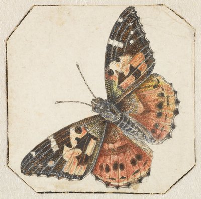 Ohdakeperhonen (Vanessa cardui) tekijältä Pieter Barbiers (possibly)