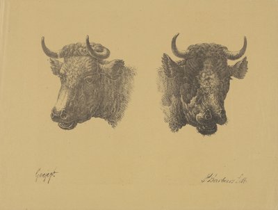 Kaksi härän päätä tekijältä Pieter Bartholomeusz. Barbiers