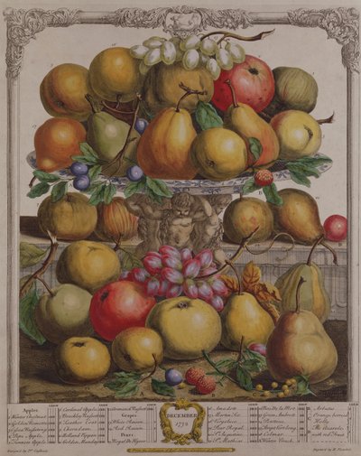 Joulukuu, teoksesta "Twelve Months of Fruits", Robert Furber (n. 1674-1756), kaiverrus Henry Fletcher, 1732 (värikaiverrus) tekijältä Pieter Casteels