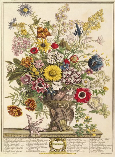 Marraskuu, Robert Furberin (n. 1674-1756) teoksesta "Twelve Months of Flowers", kaiverrus Henry Fletcher (värikaiverrus) tekijältä Pieter Casteels