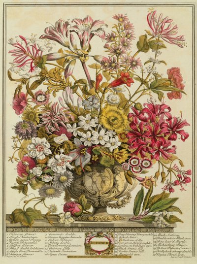 Lokakuu, Robert Furberin (n. 1674-1756) teoksesta "Twelve Months of Flowers", kaiverrus Henry Fletcher (värikaiverrus) tekijältä Pieter Casteels