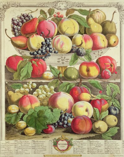 Syyskuu, teoksesta "Twelve Months of Fruits", Robert Furber (n. 1674-1756), kaiverrus Henry Fletcher, 1732 (värikaiverrus) tekijältä Pieter Casteels