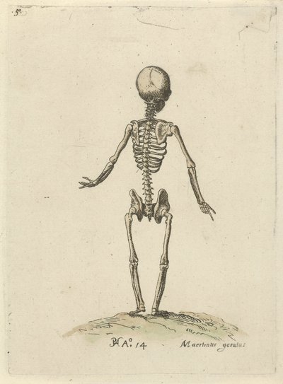 Luuranko takaa katsottuna Anatomiset tutkimukset (sarjan nimi) tekijältä Pieter Feddes van Harlingen