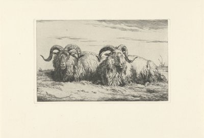 Kaksi makaavaa oinasta Lampaat ja vuohet (sarjan nimi) tekijältä Pieter Gerardus van Os