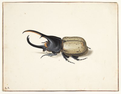 Herkulesbillessä (dynastes Hercules) tekijältä Pieter Holsteijn