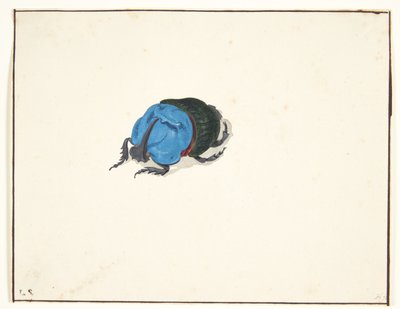 Sarvikuoriainen (scarabaeidae) tekijältä Pieter Holsteijn