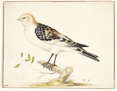 In snespurv (plectrophenax nivalis) tekijältä Pieter Holsteijn