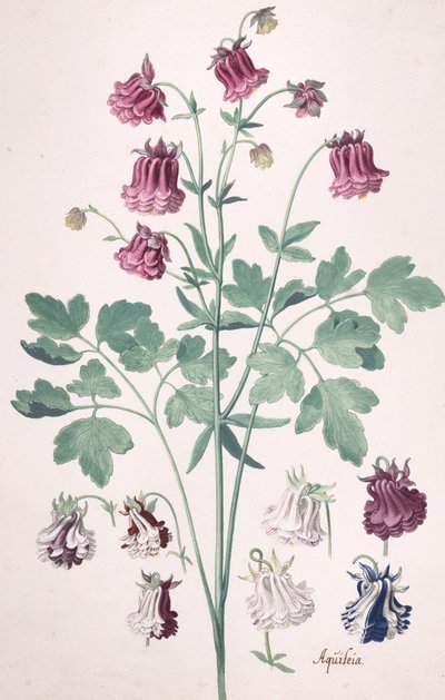 Columbine tai Granny