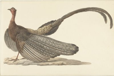 Argus-fasaani tekijältä Pieter Pietersz. Barbiers
