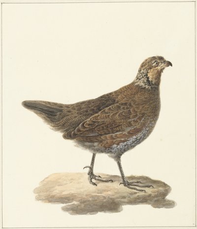 Bobwhite (Colinus virginianus) tekijältä Pieter Pietersz. Barbiers