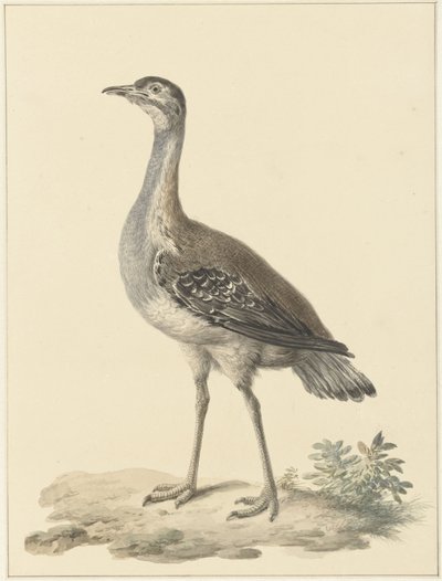 Denhamsin ansa (Neotis denhami) tekijältä Pieter Pietersz. Barbiers