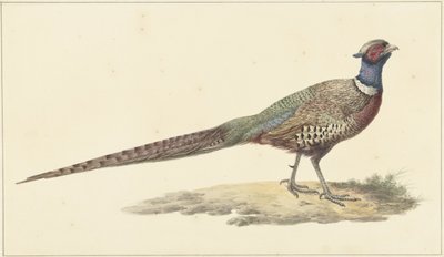 acabat de faisà tekijältä Pieter Pietersz. Barbiers